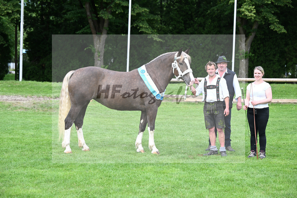 Kat-Nr. 52 Sofie v. Voila_Holl_22242124 | hf-fotografie - Realizzato con Pictrs.com