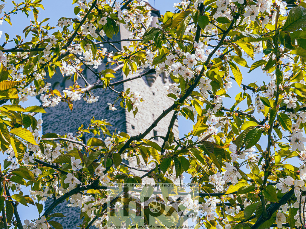 Frühling in Luzern – Kirschblüten vor Museggmauer | Frühlingsstimmung in Luzern. Zarte Kirschblüten im Vordergrund treffen auf die historische Museggmauer im Hintergrund. - Realisiert mit Pictrs.com