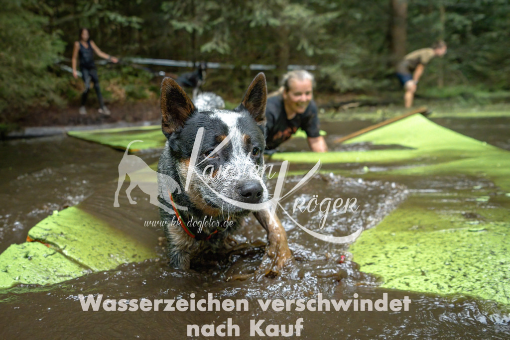 1531_ZZ91140-Bearbeitet | kk-dogfotos