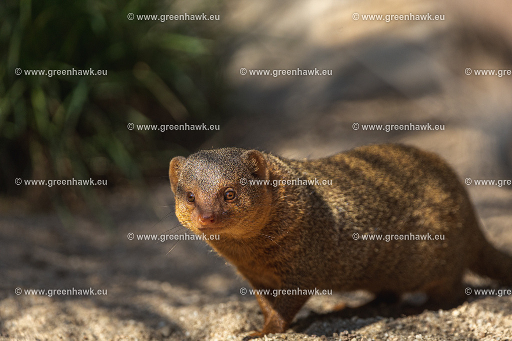 _MG_8701 | Greenhawks Bilder Shop für Landschaften, Urban, Tiere und weiteres als Poster Leinwand oder Fotogeschenk für Ostern Weihnachten oder Geburtstag  - Realisiert mit Pictrs.com