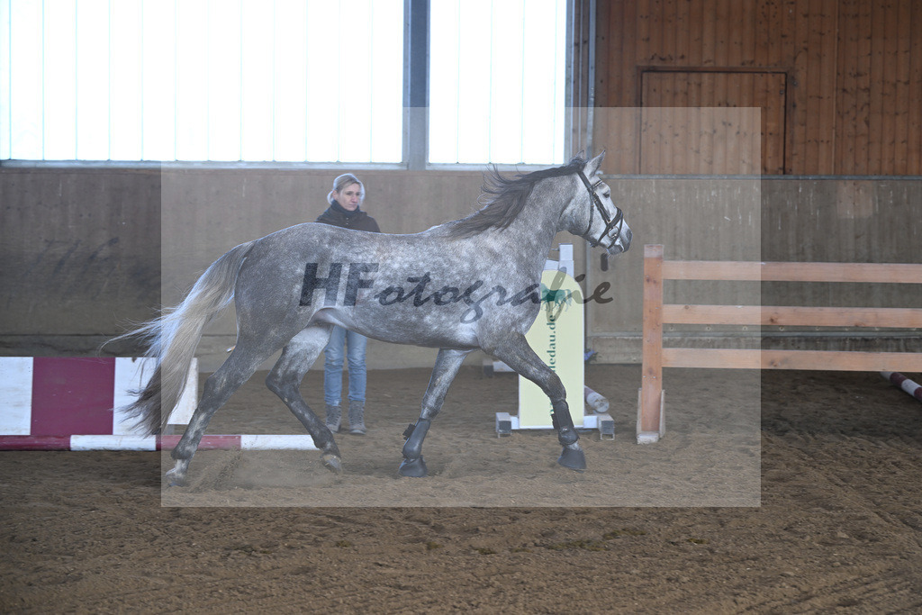 Kat-Nr. 1 Lisbergs Prince Philip v. Pattya Veuve Cosmic_ZG Lisberg_49250015 | hf-fotografie - Realisiert mit Pictrs.com