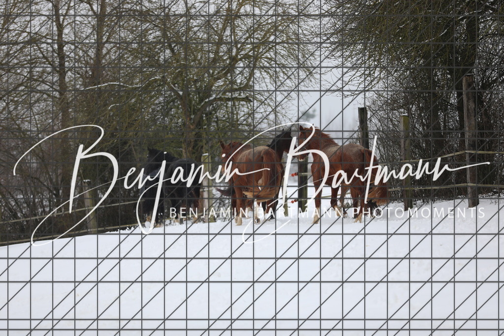 AZ2A3278 | Benjamin Bartmann Photomoments