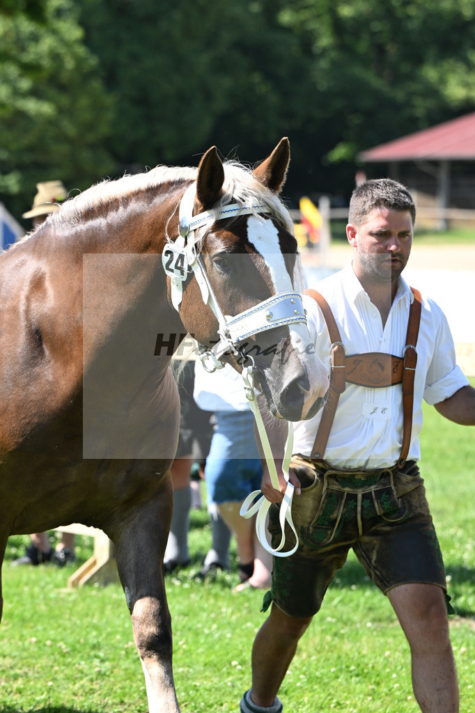 Kat-Nr. 24 Vanilla v. Napoleon_Wirtensohn_18250424 | hf-fotografie - Realizzato con Pictrs.com