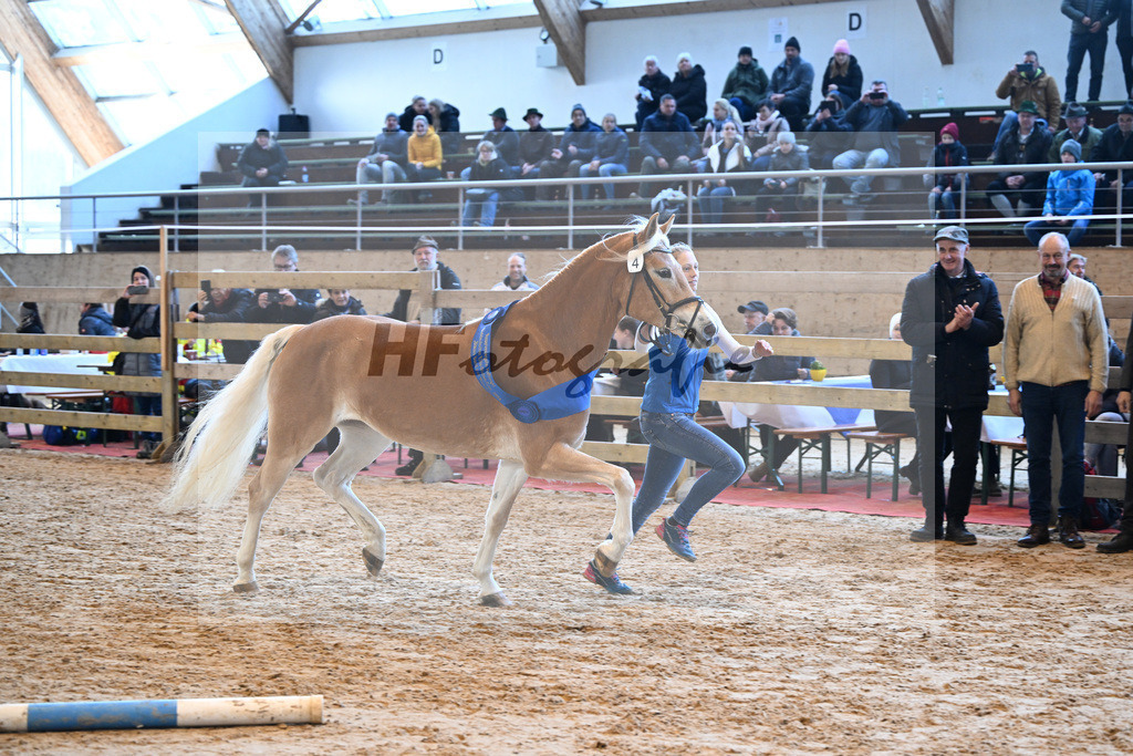 Bl. Band Kat-Nr. 4 Davinja v. Sternzauber_Mueller_48241315 | hf-fotografie - Realisiert mit Pictrs.com
