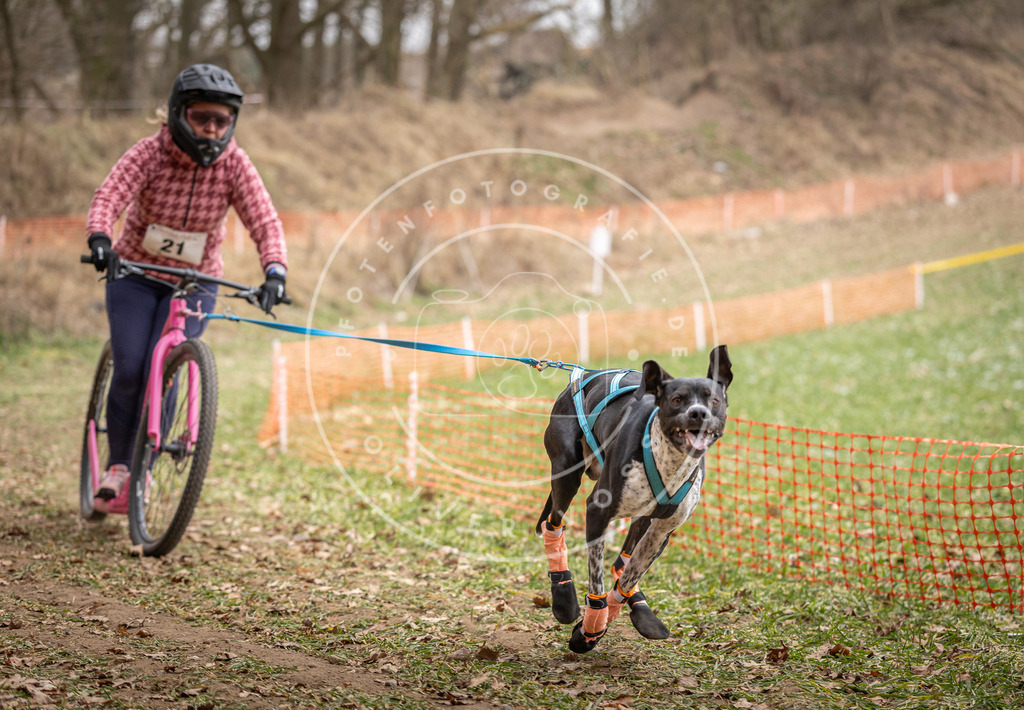 Pfotenfotografie_DV3A7220 | Hundefotografie, Tierfotograf, Pfotenfotografie, Fotoshooting Hund, Hunde Portrait, Hundesport, Hundeportraits, Heideshooting, Hunde, Sportfotograf, Hundefotograf, Turnierhundsport, THS,  - Realisiert mit Pictrs.com