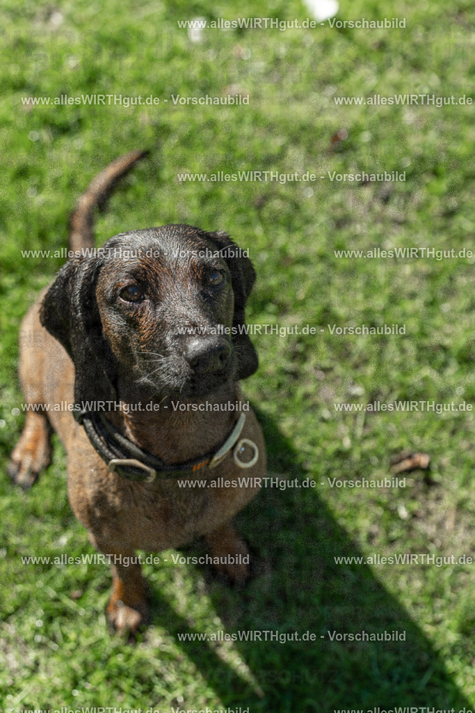 Hundeschwimmen_Volksbad_2026-allesWIRTHgut_Tierfotografie-2609061040-095031-7R509150 | Professionelle Tierfotografie in Mönchengladbach von Daniel Wirth (allesWIRTHgut). Liebevolle & natürliche Bilder von Hunden & Katzen für unvergessliche Erinnerungen.
