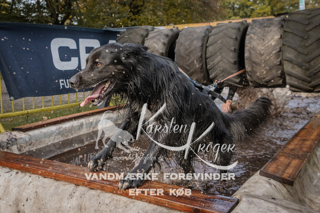 1439_ZZ94706 | kk-dogfotos