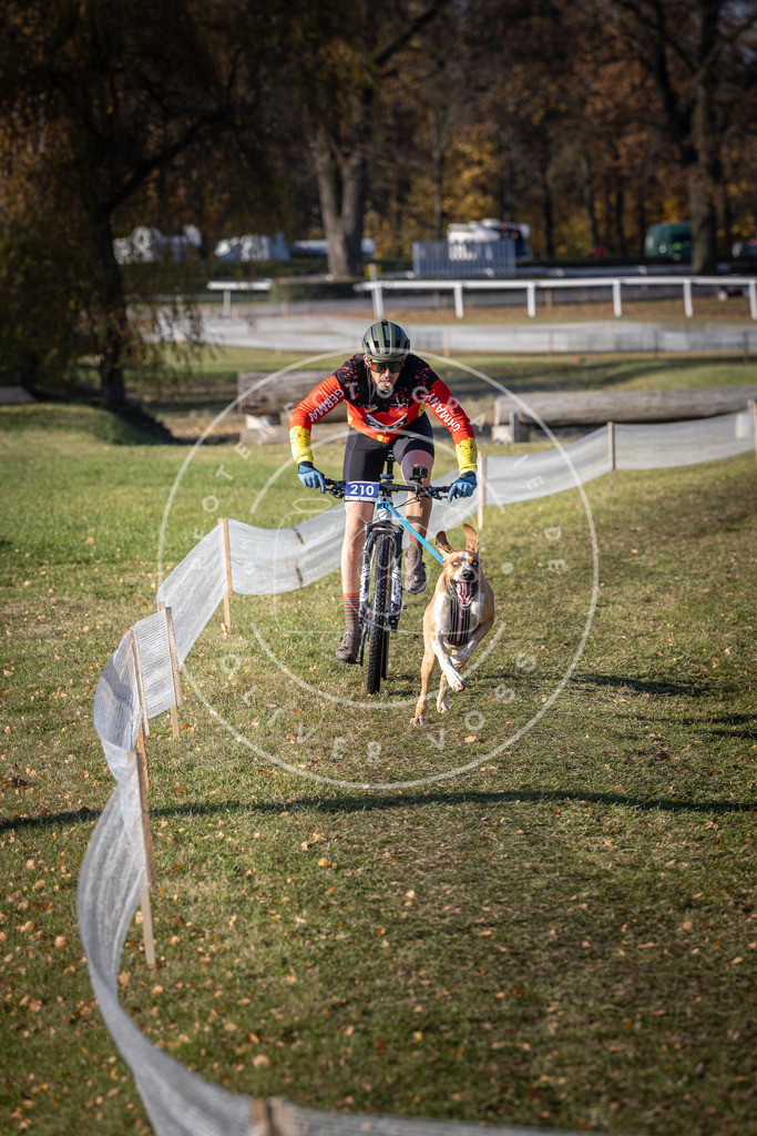 CaniXpix_DV3A3086 | Hundefotografie, Tierfotograf, Pfotenfotografie, Fotoshooting Hund, Hunde Portrait, Hundesport, Hundeportraits, Heideshooting, Hunde, Sportfotograf, Hundefotograf, Turnierhundsport, THS,  - Realisiert mit Pictrs.com