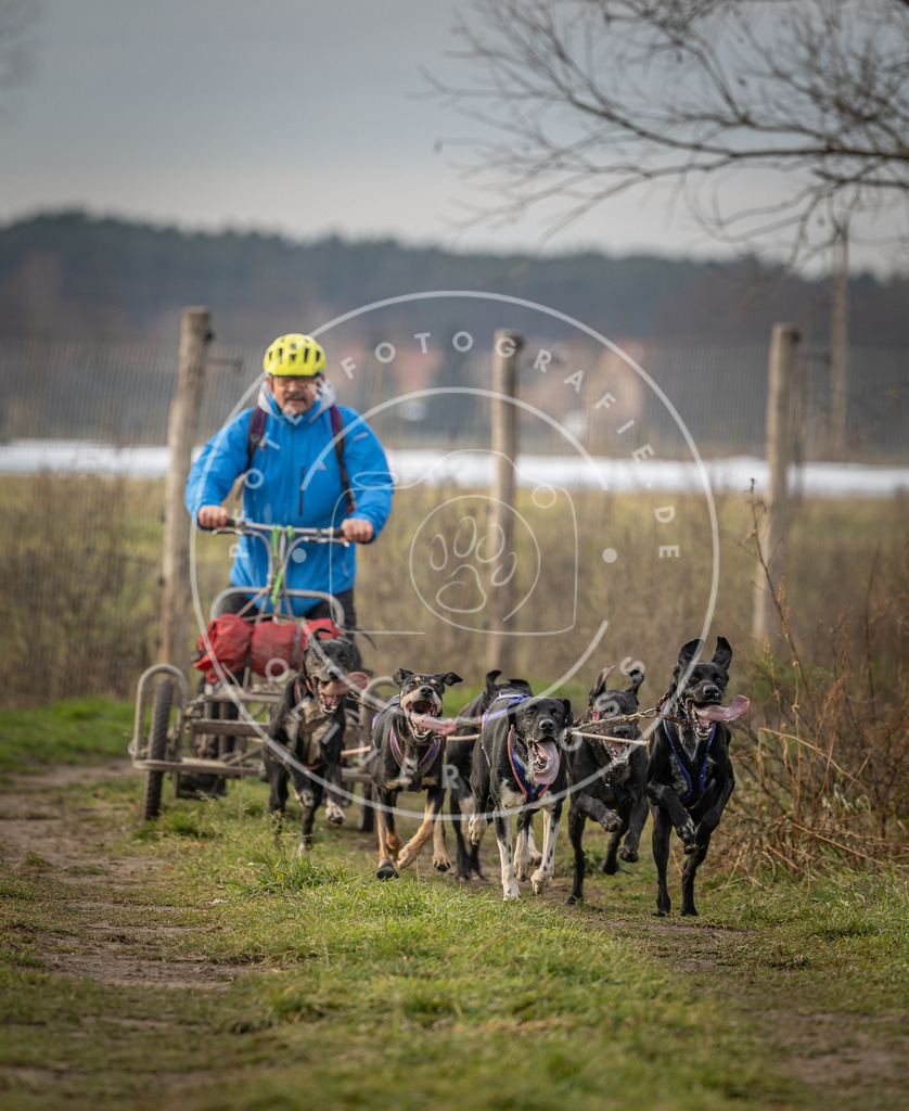 Pfotenfotografie_DV3A6698 | Hundefotografie, Tierfotograf, Pfotenfotografie, Fotoshooting Hund, Hunde Portrait, Hundesport, Hundeportraits, Heideshooting, Hunde, Sportfotograf, Hundefotograf, Turnierhundsport, THS,  - Realisiert mit Pictrs.com