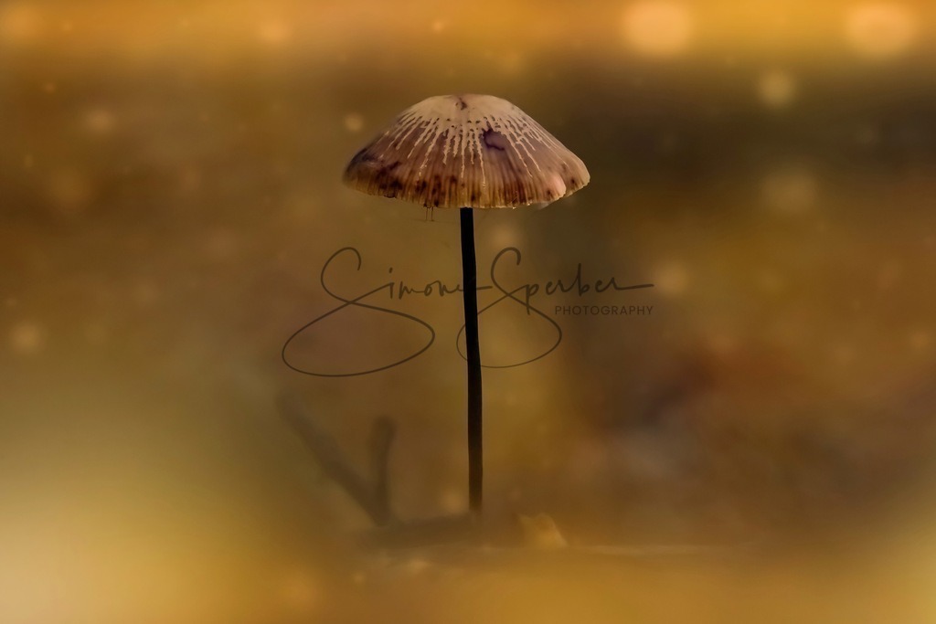 Pilz im Lichternebel | Simone Sperber, svb-photography,Fotografin,Bilddesignerin,Naturfotografie,Macrofotografie,Tierfotografie,Wildtierfotografie,Ausstellungen,Auftragsfotografie,Kunst,Art,Photographer,Shootings,Bildberatbeitung,Galerie,Shop