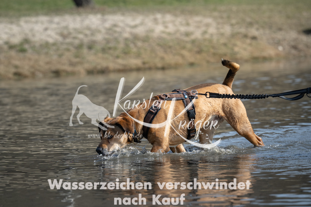 1244_ZZ91919 | kk-dogfotos