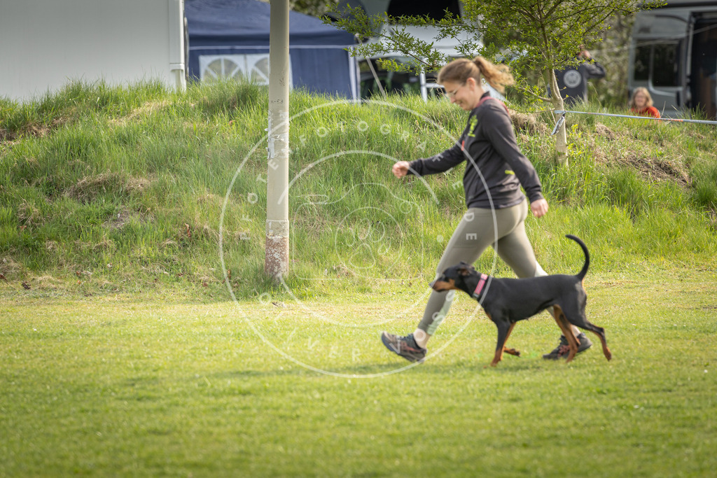 Pfotenfotografie_DV3A5003 | Hundefotografie, Tierfotograf, Pfotenfotografie, Fotoshooting Hund, Hunde Portrait, Hundesport, Hundeportraits, Heideshooting, Hunde, Sportfotograf, Hundefotograf, Turnierhundsport, THS,  - Realisiert mit Pictrs.com