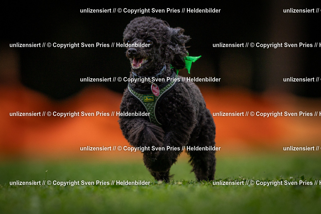 Sven Pries | 19. Allgemeines Hunderennen Karlsruhe Durlach - Realisiert mit Pictrs.com