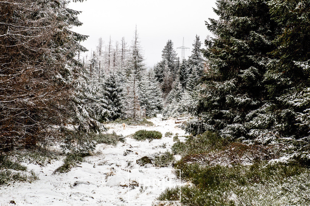 _MG_8544 | jrph - Realisiert mit Pictrs.com