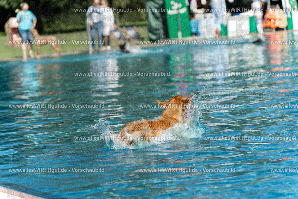 Hundeschwimmen_Volksbad_2026-allesWIRTHgut_Tierfotografie-2609061100-101046-7R509317 | Professionelle Tierfotografie in Mönchengladbach von Daniel Wirth (allesWIRTHgut). Liebevolle & natürliche Bilder von Hunden & Katzen für unvergessliche Erinnerungen.