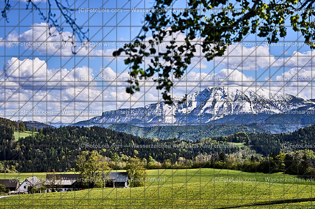 ALP4638_Ortbauer-Kraxenberg_weisser Oetscher | (C)FotoLois.com, Alois Spandl. Weißer ÖTSCHER im Frühling beim Ortbauer am Kraxenberg, Sa 27. April 2024.