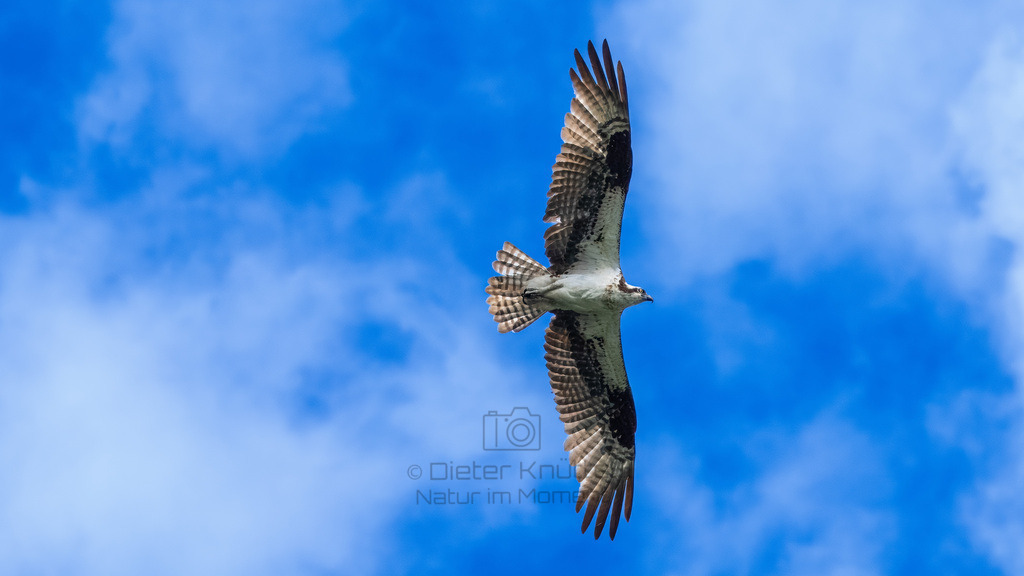 P1624631-LR | Natur im Moment - Realisiert mit Pictrs.com