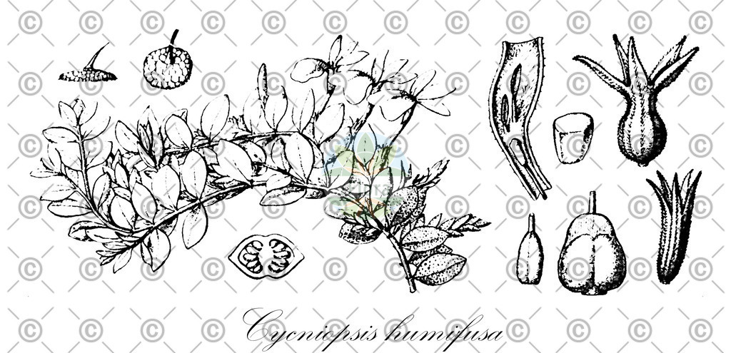 HistAbb_wfo-0000934194_1_ENZY_Simple | Historische Abbildung von Cycniopsis humifusa - Orobanchaceae | Historical Illustration of Cycniopsis humifusa - Orobanchaceae