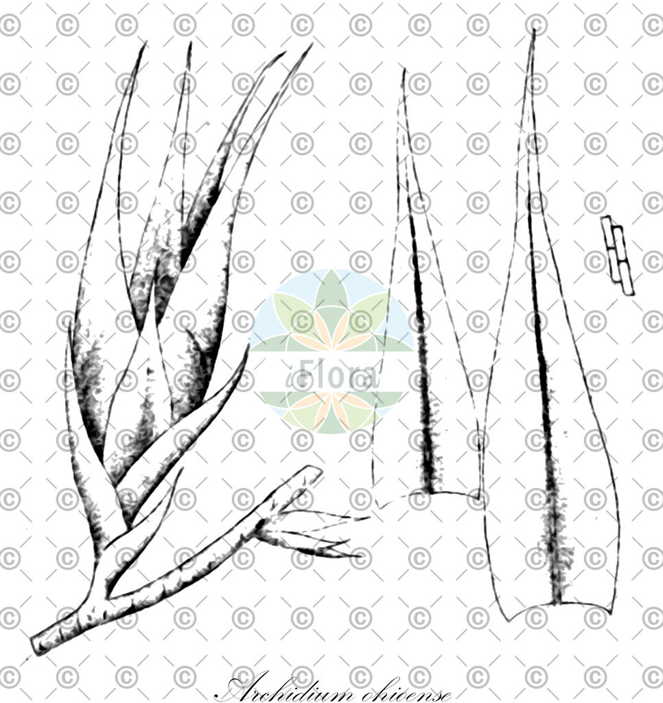 HistAbb_wfo-0000260904_1_ENZY_Simple | Historische Abbildung von Archidium ohioense - Archidiaceae | Historical Illustration of Archidium ohioense - Archidiaceae