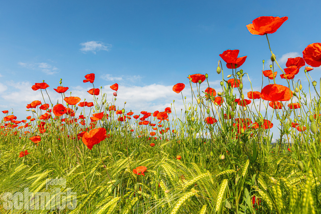 PS-Natur-2026-97 | Entdecke die größte Bildgalerie der Region mit Fotografien aus dem Allgäu, der Bodenseeregion, Oberschwaben, dem Donautal und der Schwäbischen Alb. Landschaften, Luftaufnahmen und Reisefotografie als Wandbild und Fotokunst. - Realisiert mit Pictrs.com