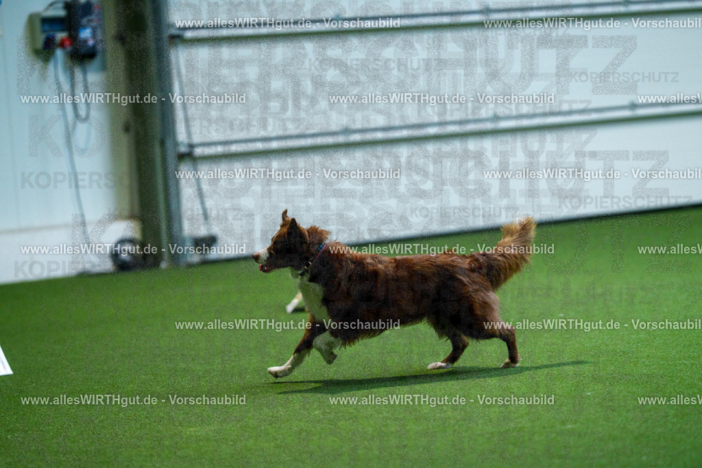 7R501731 | Professionelle Tierfotografie in Mönchengladbach von Daniel Wirth (allesWIRTHgut). Liebevolle & natürliche Bilder von Hunden & Katzen für unvergessliche Erinnerungen.