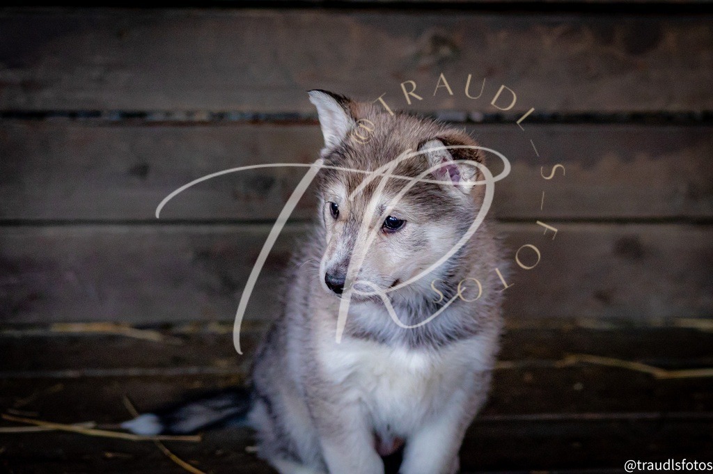 A190849D-051B-4EFE-80AE-42D6B38449C3 | traudl_s_fotos