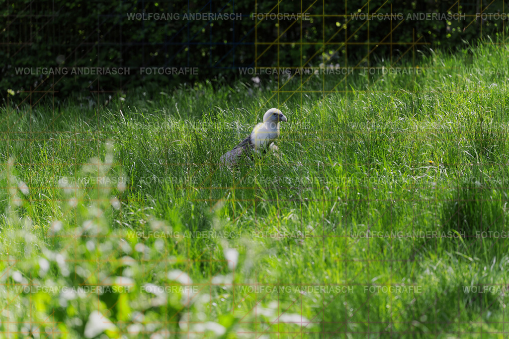 253L1058_wa | Ein stiller Moment im Opel Zoo: Der Blick des Tieres erzählt von Gelassenheit, Präsenz und Nähe. Ungestellt, ruhig und auf Augenhöhe fotografiert – ein Augenblick, der bleibt. - Realisiert mit Pictrs.com