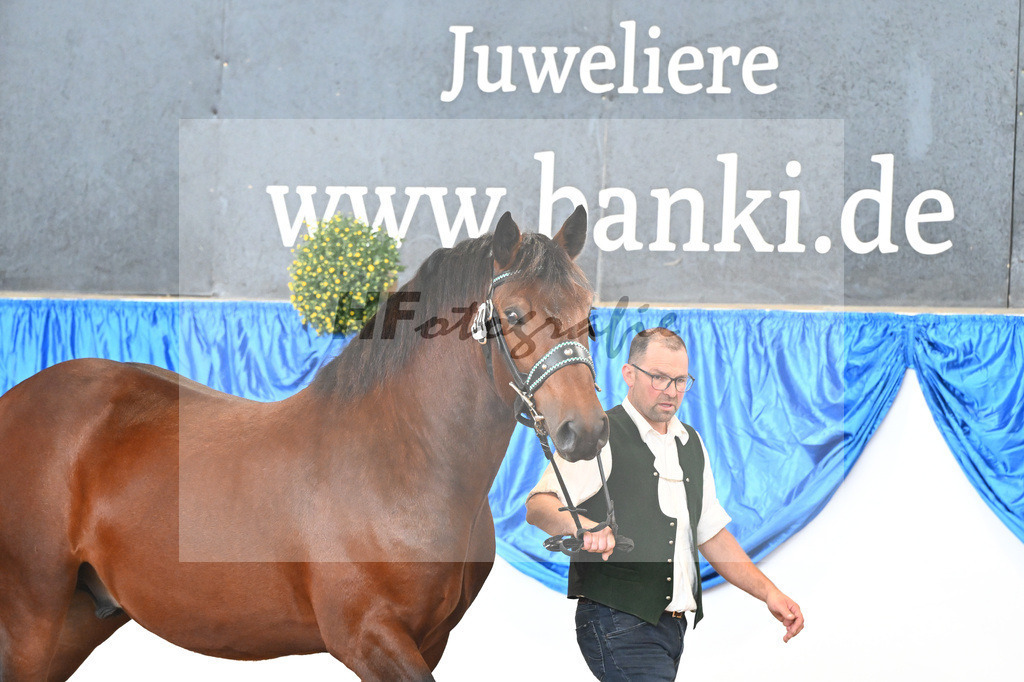 Kat-Nr. 34 Rigoletto v. Romanoff_von Stetten_39250572 | hf-fotografie - Realizzato con Pictrs.com
