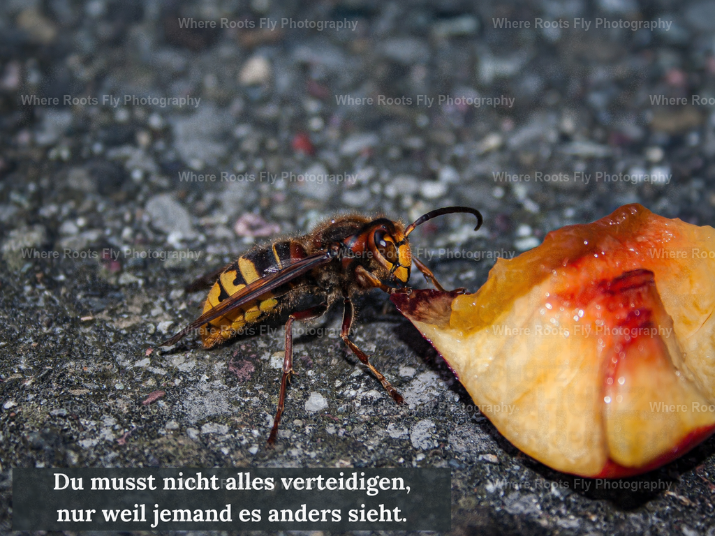 Affirmationskarten - 1 | mtkfoto_ - Realisiert mit Pictrs.com