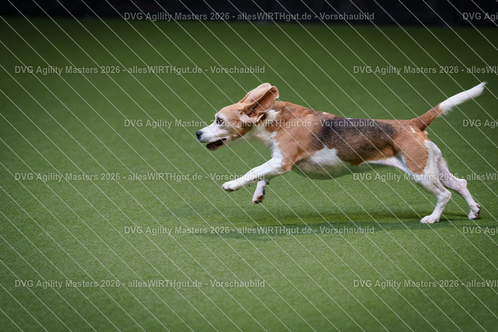 allesWIRTHgut_Tierfotografie-DVG_Agility_Masters_2026-11_22-7R505798 | Professionelle Tierfotografie in Mönchengladbach von Daniel Wirth (allesWIRTHgut). Liebevolle & natürliche Bilder von Hunden & Katzen für unvergessliche Erinnerungen.