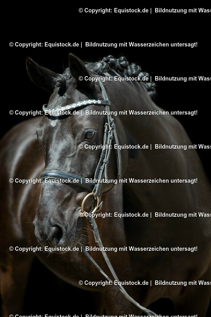 20210531_Warmblut-im-Portrait_0002 | Foto: Thomas Hartig