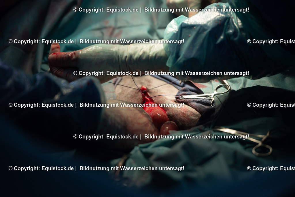 20191022_Kolik_OP_0104 | equistock