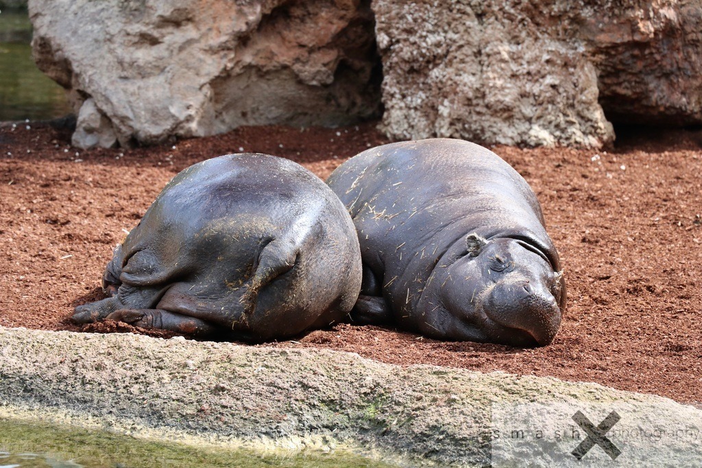 Sleepy Hippos | smash-photography.com