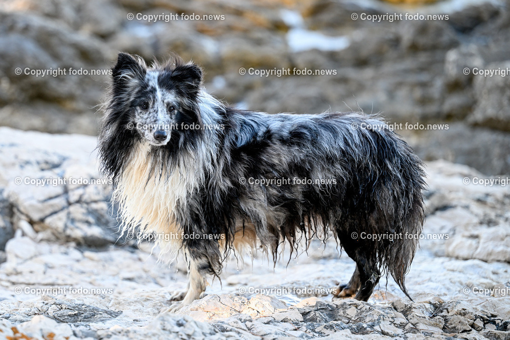 Kroatien_ Brac_ Insel in Dalmatien_ Milna_ 18.07.2025-20 | 18.07.2025, Kroatien, HRV, Brac, Insel in Dalmatien, Milna im Bild Themenbild, Hund, Hunde, Strand, Felsen, Urlaub, Urlaub mit Hund am Meer, Meer, Adria, Tourismus, Salzwasser, Feature, Symbolbild
