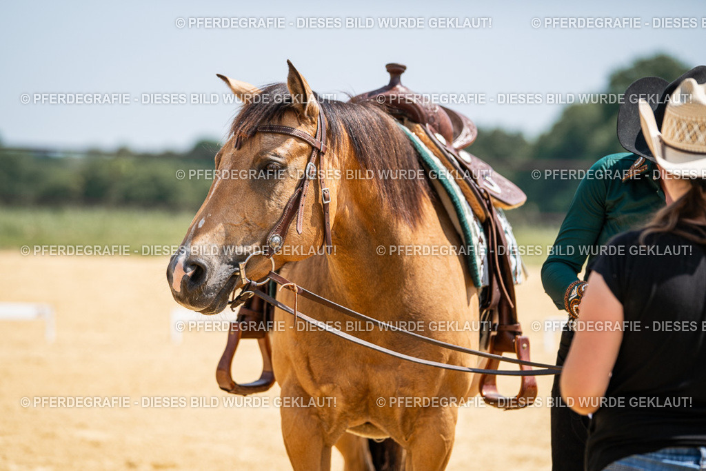 DSC01400 | Pferdegrafie