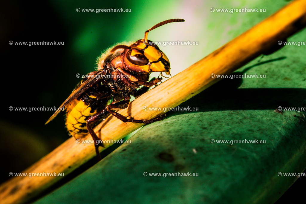_MG_8096 | Greenhawks Bilder Shop für Landschaften, Urban, Tiere und weiteres als Poster Leinwand oder Fotogeschenk für Ostern Weihnachten oder Geburtstag  - Realisiert mit Pictrs.com