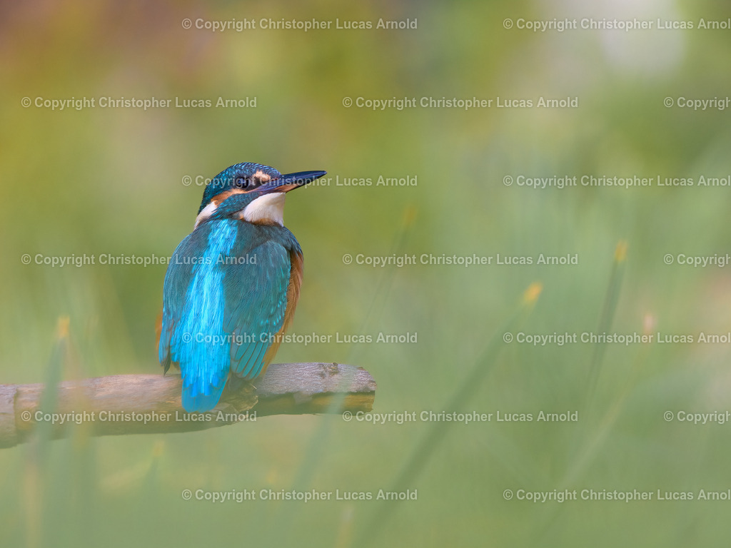 Eisvogel | bildkomponist - Realisiert mit Pictrs.com