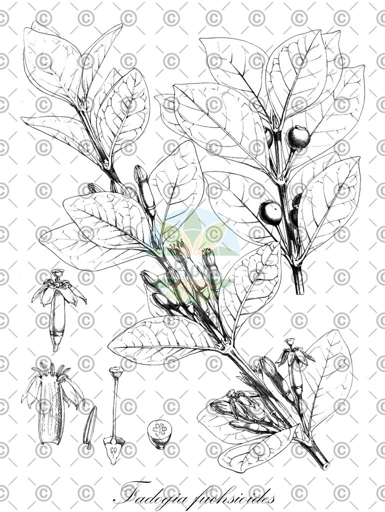 HistAbb_wfo-0000685540_1_ENZY_Simple | Historische Abbildung von Fadogia fuchsioides - Rubiaceae | Historical Illustration of Fadogia fuchsioides - Rubiaceae