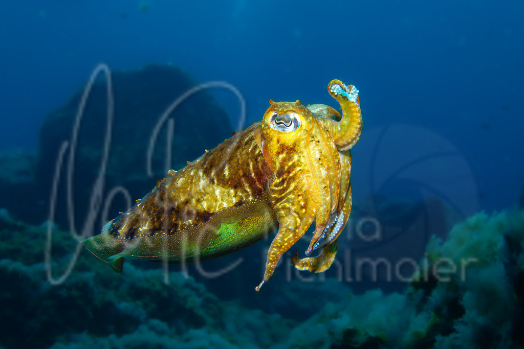 Sepia officinalis | DE: Gemeine SepiaEN: Common cuttlefishES: SepiaFR: Sèche commune - Realisiert mit Pictrs.com
