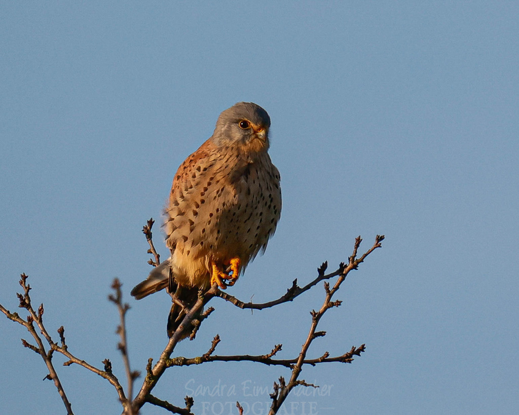_W5A3177 | Sich an die einzigartigen Momente der Natur und Landschaft sowie die Begegnung mit heimischen wilden Tieren zu erinnern, dies kann man anhand den Bilder der Natur und Landschaftsfotografin Sandra Eimermacher.  - Realisiert mit Pictrs.com