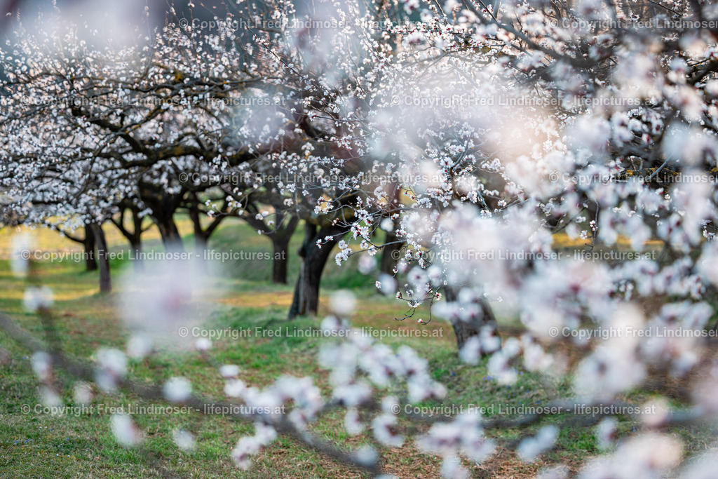 Wachau Marillenbluete 22032023-7584 | Fotos und Fotoprodukte - Realisiert mit Pictrs.com