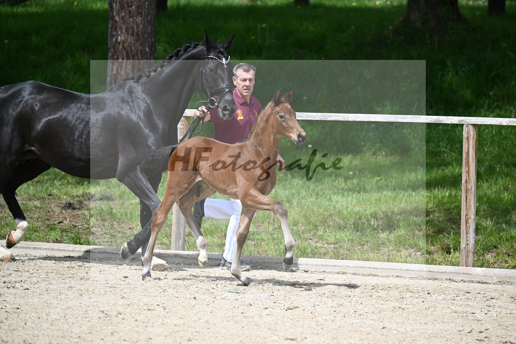 Va Bene x De Niro_HF_Eder_11240672 | hf-fotografie - Realisiert mit Pictrs.com