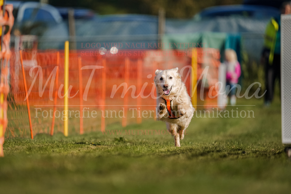 20250928_Hunderennen-68 | MuT (Mensch und Tier) mit Mona - Fotografie und Tierkommunikation - Realisiert mit Pictrs.com