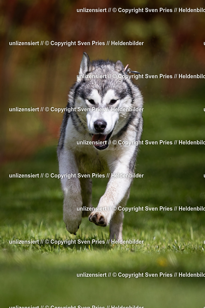 Sven Pries | 2024-04-21 - Hunderennen Baden-Oos
Foto: Sven Pries - Realisiert mit Pictrs.com