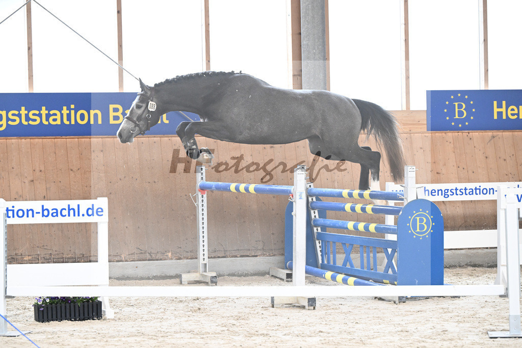 Kat-Nr. 88 See you soon TN v. Comme il faut_Tibor Horses Int. u KES Kreidl_5251300 | hf-fotografie - Realisiert mit Pictrs.com