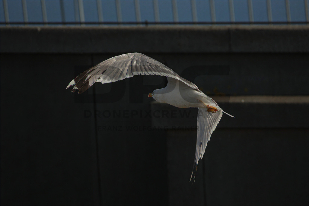 Yellow-legged Gull (Larus michahellis) | Yellow-legged Gull (Larus michahellis), a large gull species commonly found along Mediterranean coasts, rocky shorelines, harbours and coastal areas. - Realisiert mit Pictrs.com