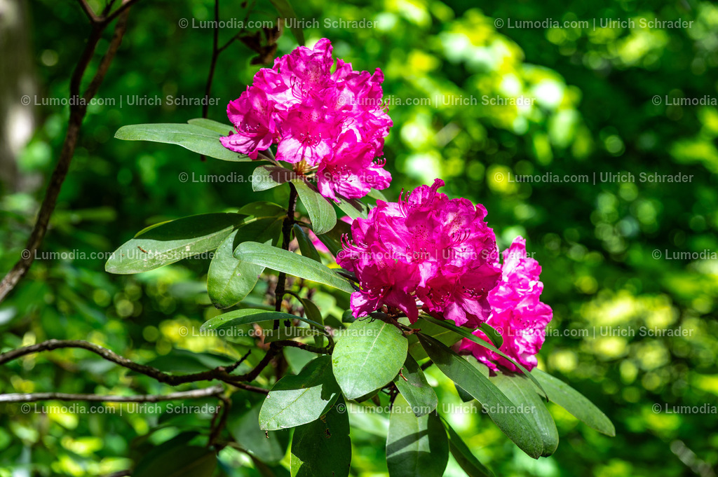 10049-14083 - Landschaftspark Degenershausen | Stockfoto und Bilderpool mit Bildmaterial aus Deutschland, dem Harz, Halberstadt, Quedlinburg, Wernigerode und weltweit. Qualitativ hochwertige und professionelle Fotos anschauen und kaufen. - Realisiert mit Pictrs.com