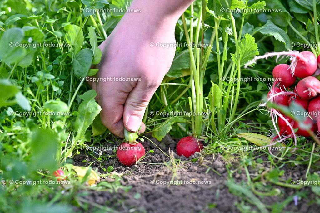 Biohof Berner_ Pupping_ 28.02.2023-6 | 28.02.2023, Pupping, AUT, Biohof Berner, im Bild André Berner (Biobauer) bei der Radieschen Ernte