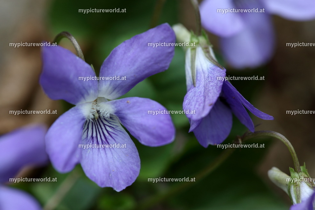 Märzveilchen-007 | Das Bilderarchiv über Tiere, Planzen und Landschaften. In der Bilddatenbank finden Sie ein große Auswahl an hochwertigen Bilder für Ihre Werbung - Realized with Pictrs.com