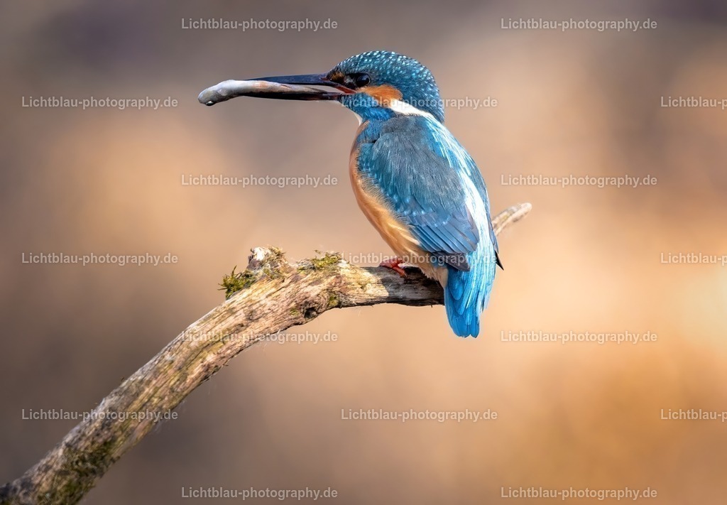 Eisvogel-09 | Hans-Bernd Lichtblau Photography. Finden Sie wunderschöne Fotografien aus Landschaft und Natur.  - Realisiert mit Pictrs.com